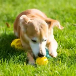 Pelota Comedero Interactiva Para Perro Turquesa — foto 9